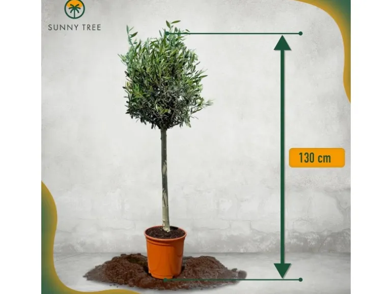 Sunny-Tree Olivenbaum 8 Jahre alt 130 Zentimeter Hoch Olea Europea Winterhart Bis -18° Fruchtbildend - Obstbaum Sonnige Standorte