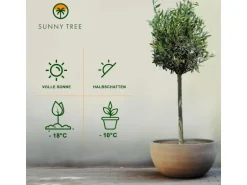 Sunny-Tree Olivenbaum 8 Jahre alt 130 Zentimeter Hoch Olea Europea Winterhart Bis -18° Fruchtbildend - Obstbaum Sonnige Standorte