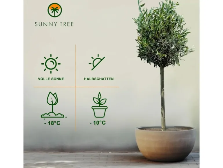 Sunny-Tree Olivenbaum 8 Jahre alt 130 Zentimeter Hoch Olea Europea Winterhart Bis -18° Fruchtbildend - Obstbaum Sonnige Standorte
