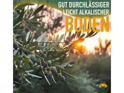 Sunny-Tree Olivenbaum 8 Jahre alt 130 Zentimeter Hoch Olea Europea Winterhart Bis -18° Fruchtbildend - Obstbaum Sonnige Standorte