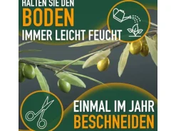 Sunny-Tree Olivenbaum 8 Jahre alt 130 Zentimeter Hoch Olea Europea Winterhart Bis -18° Fruchtbildend - Obstbaum Sonnige Standorte