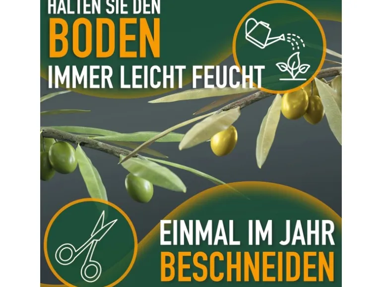 Sunny-Tree Olivenbaum 8 Jahre alt 130 Zentimeter Hoch Olea Europea Winterhart Bis -18° Fruchtbildend - Obstbaum Sonnige Standorte