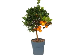 Sunny-Tree Orangenbaum Große 90 Zentimeter Citrus Sinensis Obstbaum Fruchtbildend 3 Jähriger Orangenbaum
