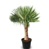 Sunny-Tree Trachycarpus Fortunei Chinesische Fächerpalme 160 cm, Stammhöhe 40 bis 50 cm Winterhart bis -18°C