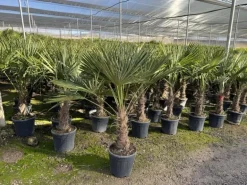 Sunny-Tree Trachycarpus Fortunei Chinesische Fächerpalme 160 cm, Stammhöhe 40 bis 50 cm Winterhart bis -18°C