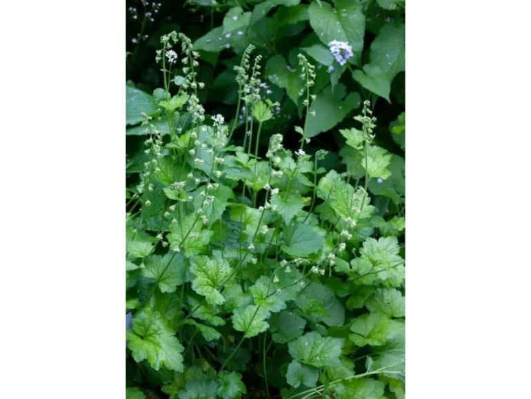 Tellima Grandiflora Falsche Alraunwurzel Ca. 9x9 cm Topf