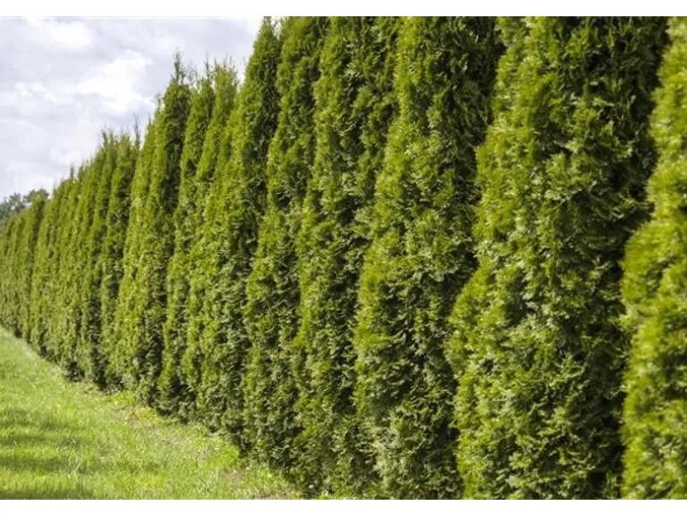 Thuja occidentalis 'Smaragd' 80-100 cm 5 Liter Container