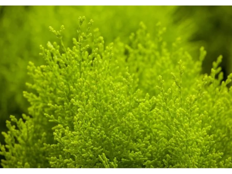 Thuja orientalis 'Aurea Nana' 30-40 cm