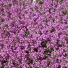 Thymus Serpyllum Creeping Red Sand-Thymian Rotblühend Ca. 9x9 cm Topf