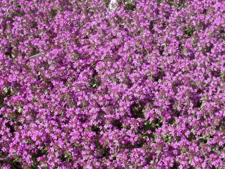 Thymus Serpyllum Creeping Red Sand-Thymian Rotblühend Ca. 9x9 cm Topf