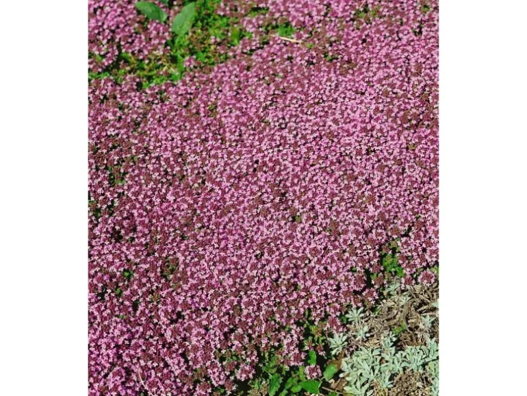 Thymus Serpyllum Pink Chintz Sand-Thymian Rosa Ca. 9x9 cm Topf