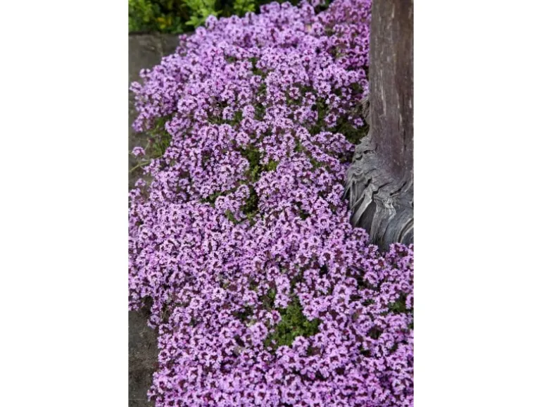 Thymus Serpyllum Sand-Thymian Aromatisch Ca. 9x9 cm Topf