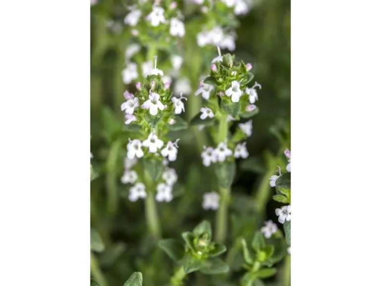 Thymus Serpyllum Var.Albus Sand-Thymian Weiß Ca. 9x9 cm Topf