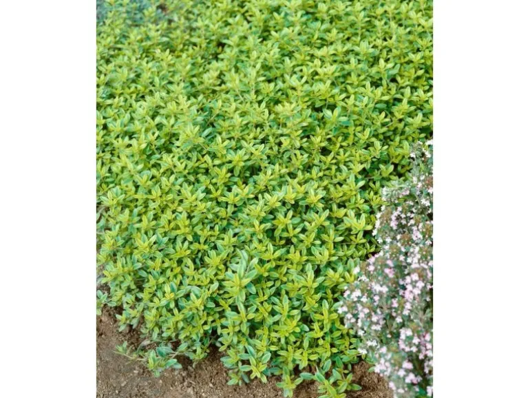 Thymus X Citriodorus Golden Dwarf Zitronenthymian Ca. 9x9 cm Topf