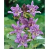 Tricyrtis Hirta Haarige Krötenlilie Ca. 9x9 cm Topf