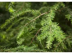 Tsuga Canadensis Kanadische Hemlocktanne 40–60 cm