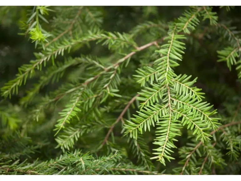 Tsuga Canadensis Kanadische Hemlocktanne 40–60 cm