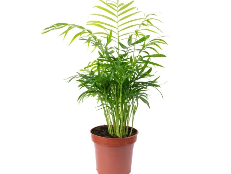 Value Greens Bergpalme Chamaedorea Tropische Zimmerpflanze Pflegeleicht 30 cm Hoch Topf-Ø 12 cm