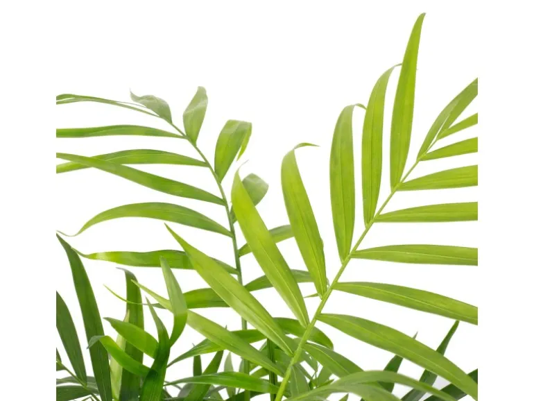Value Greens Bergpalme Chamaedorea Tropische Zimmerpflanze Pflegeleicht 30 cm Hoch Topf-Ø 12 cm