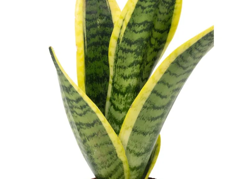 Value Greens Bogenhanf als Raumluftverbesserer Sansevieria Trifasciata Superba 25 cm Hoch Topf-Ø 9 cm