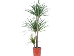 Value Greens Drachenbaum 3-Stamm Dracaena Marginata ca. 115 cm Hoch Topf-Ø 21 cm