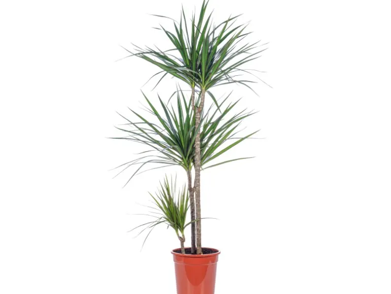 Value Greens Drachenbaum 3-Stamm Dracaena Marginata ca. 115 cm Hoch Topf-Ø 21 cm