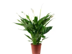 Value Greens Einblatt 4-8 Blüten/Knospen Luftreinigendes Spathiphyllum Höhe ca. 70 cm Topf-Ø 17 cm