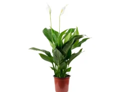 Value Greens Einblatt mit 3-5 Blüten/Knospen Luftreinigendes Spathiphyllum ca. 45 cm Hoch Topf-Ø 13 cm