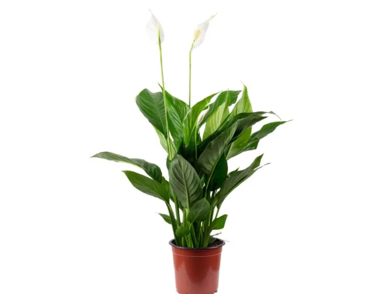 Value Greens Einblatt mit 3-5 Blüten/Knospen Luftreinigendes Spathiphyllum ca. 45 cm Hoch Topf-Ø 13 cm