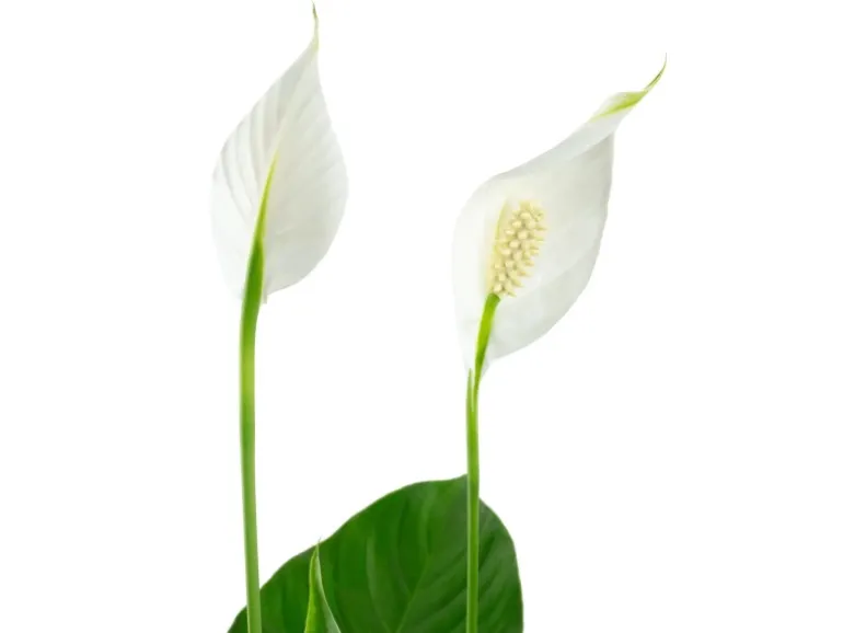 Value Greens Einblatt mit 3-5 Blüten/Knospen Luftreinigendes Spathiphyllum ca. 45 cm Hoch Topf-Ø 13 cm