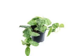 Value Greens Gefleckte Efeutute Hängepflanze mit Wow-Faktor Scindapsus Pictus 'Argyraeus' ca. 10 cm Lang Topf-Ø 12 cm