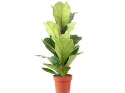 Value Greens Geigenfeige Moderner Dschungel-Look für Innenräume ca. 95 cm Hoch Topf-Ø 21 cm