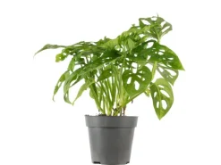 Value Greens Pflegeleichtes Fensterblatt Kletternde Monstera 'Monkey' Topf-Ø 12 cm ca. 25 cm Hoch