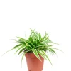 Value Greens Pflegeleichte Grünlilie 'Ocean'  Chlorophytum Comosum  ca. 15 cm Hoch  Topf-Ø 12 cm