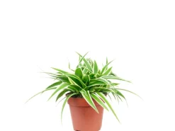 Value Greens Pflegeleichte Grünlilie 'Ocean' Chlorophytum Comosum ca. 15 cm Hoch Topf-Ø 12 cm