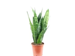 Value Greens Sansevieria 'Black Coral' Pflegeleichter Bogenhanf ca. 30 cm Hoch Topf-Ø 12 cm