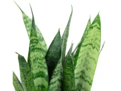 Value Greens Sansevieria 'Black Coral'  Pflegeleichter Bogenhanf  ca. 30 cm Hoch  Topf-Ø 12 cm