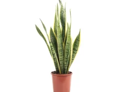 Value Greens Sansevieria Trifasciata 'Laurentii' Robuster Bogenhanf Luftreiniger 40 cm Hoch Topf-Ø 14 cm