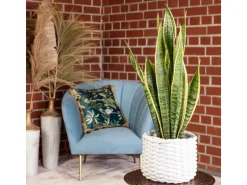 Value Greens Sansevieria Trifasciata 'Laurentii'  Robuster Bogenhanf  Luftreiniger  40 cm Hoch  Topf-Ø 14 cm