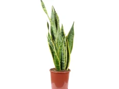 Value Greens Sansevieria Trifasciata 'Laurentii' Robuster Bogenhanf Luftreiniger 60 cm Hoch Topf-Ø 17 cm