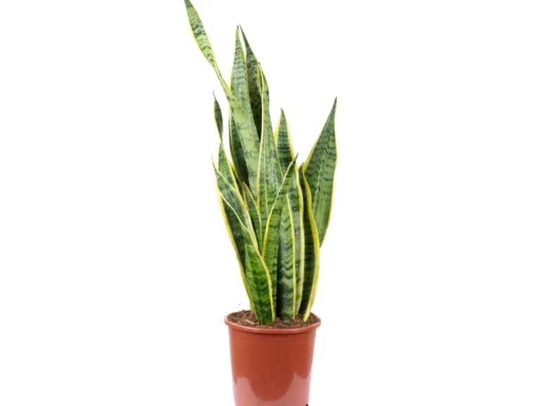 Value Greens Sansevieria Trifasciata 'Laurentii' Robuster Bogenhanf Luftreiniger 60 cm Hoch Topf-Ø 17 cm