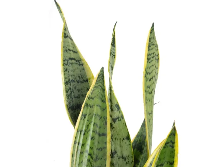Value Greens Sansevieria Trifasciata 'Laurentii' Robuster Bogenhanf Luftreiniger 60 cm Hoch Topf-Ø 17 cm