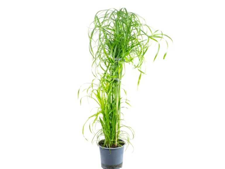 Value Greens Wasserliebendes Zyperngras Cyperus Alternifolius ca. 55 cm Hoch Topf-Ø 14 cm