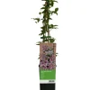 Waldrebe "Piilu" Rosa-Violett ca. 40 - 60 cm Topf-Ø ca. 17 cm Clematis Hybride