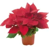 Weihnachtsstern Rot Topf-Ø ca. 11 cm Euphorbia pulcherrima