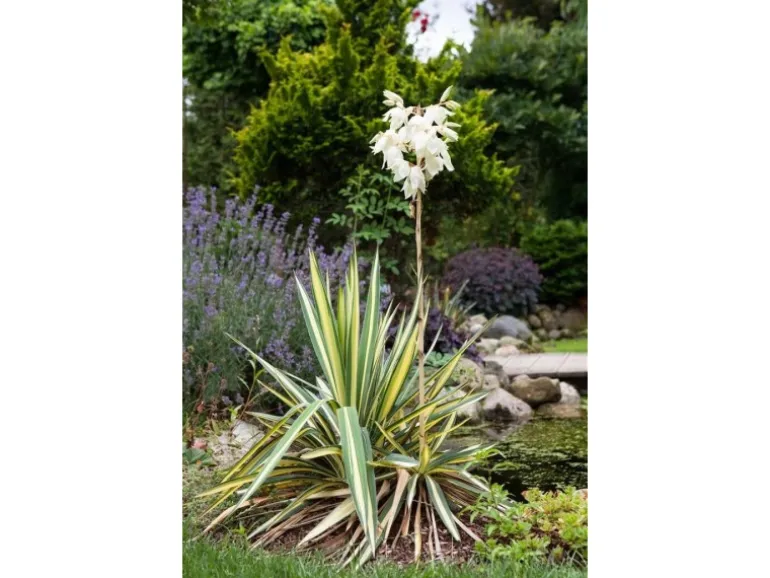 Yucca Filamentosa Palmlilie Ca. 11x11 cm Topf